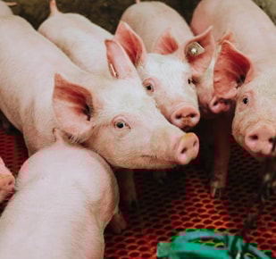 Group of pigs huddled together